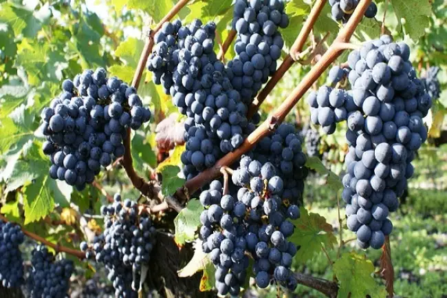 Гибридная форма винограда Агат Донской — посадка и уход