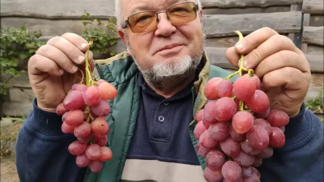 Виноград сорт Анюта — вкусный, крупный, но уж больно болявый