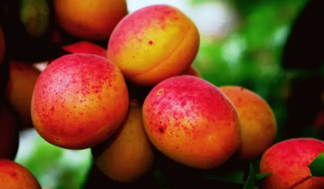 Болезни абрикоса: какие бывают, когда начинать лечение, как проводить обработку дерева