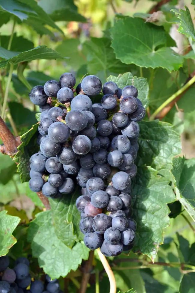 Сорт винограда Алеатико