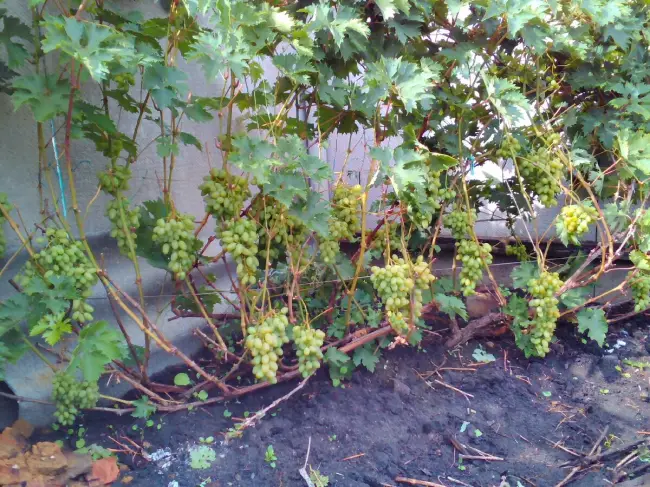 Виноград баклановский: характеристики и особенности выращивания