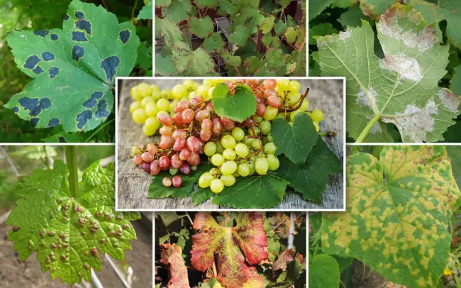 Болезни и вредители винограда: описание и лечение