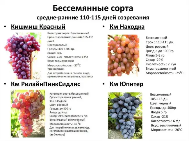 Виноград ЗОРЕВОЙ® от — ГлавАгроном