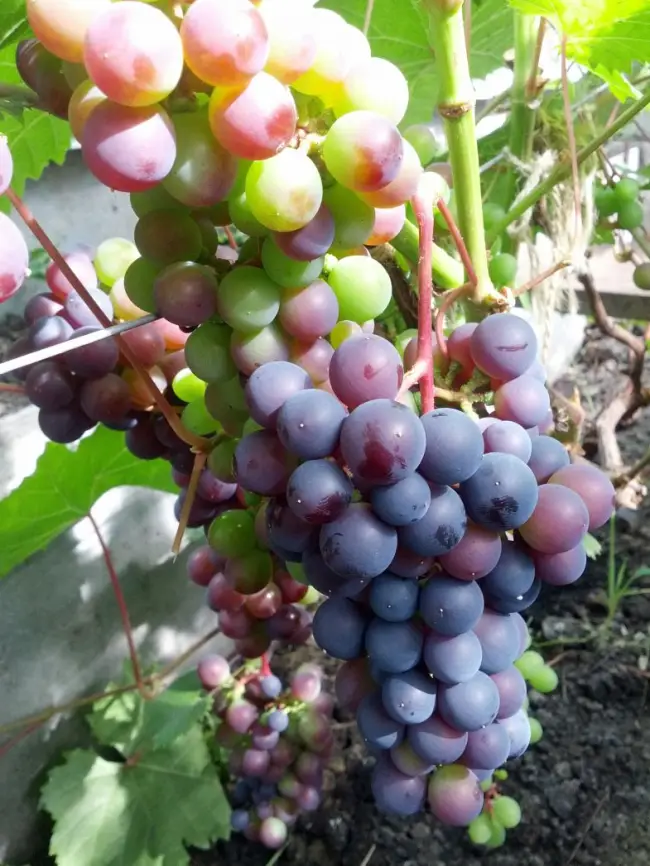 Мускатные сорта винограда с описанием и фото: достоинства, недостатки и сравнительная характеристика
