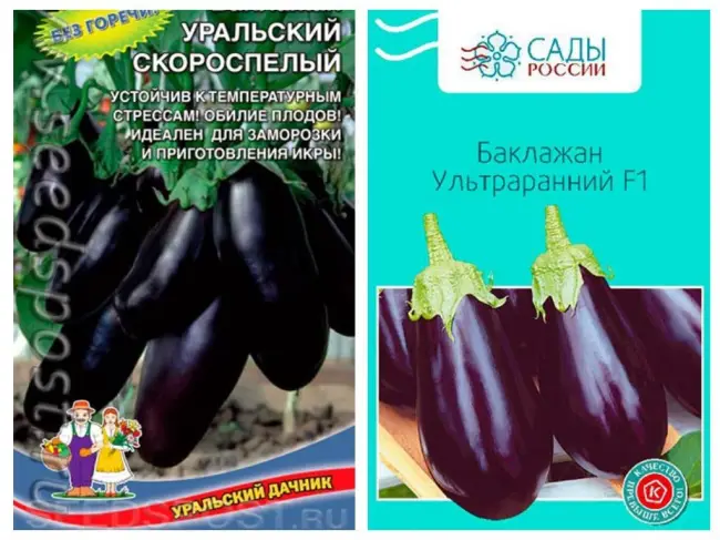 Черномор – сорт растения Баклажан