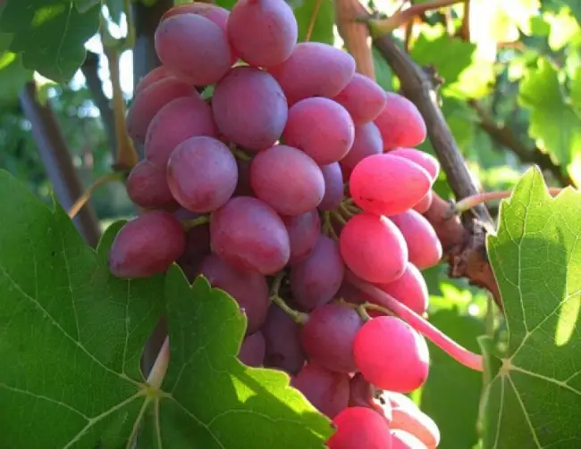 Сорт винограда Кишмиш лучистый, описание сорта с характеристикой и отзывами, а также особенности посадки и выращивания, фото