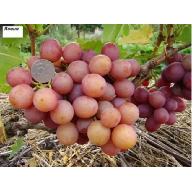 Виноград сорт Ливия: описание, фото, отзывы, технология посадки и ухода, размножение