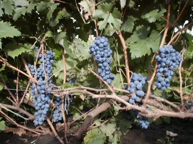 Гранатовый Магарача - сорт растения Виноград