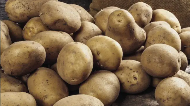 Свойства и характеристика картофеля жанна (селекция Вершинина)