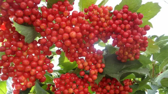 Описание калины Шукшинская. Плоды средней величины (0,5-0,6 г), пунцово-красные, шаровидной формы. Вкус слабогорький (4,0 балла). Созревают в конце сентября.
