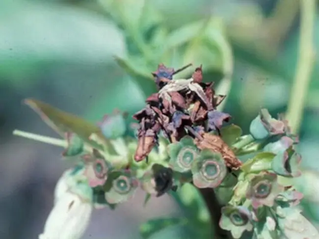 Монилиоз на голубике – Какие болезни голубики могут помешать собрать весомый урожай