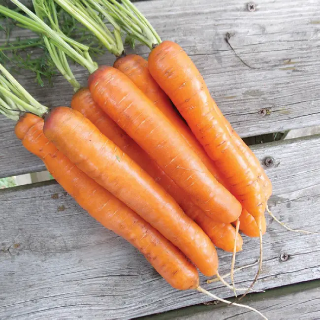 Морковь лисичка сестричка описание сорта – Лучшие сорта моркови на 2021 год: самые урожайные, вкусные, сочные, сладкие