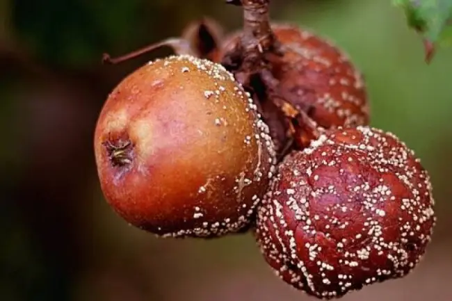 Плодовая гниль боярышник – Болезни боярышника и их лечение