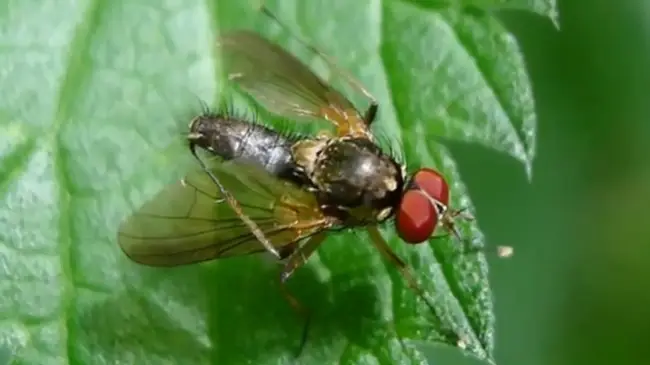 Стеблевая муха на ежевике