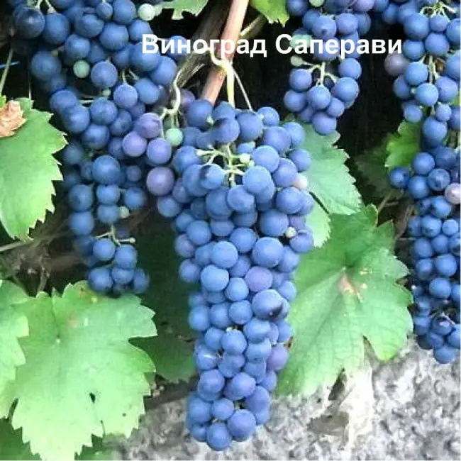 Саперави — ценнейший сорт винограда для изготовления грузинского вина