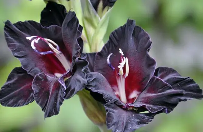 Гладиолус эбони бьюти описание сорта – КЛУТИ 358-Р-90 Изящный с практически черными бархатистыми гофрированными цветками, бутоны абсолютно черные