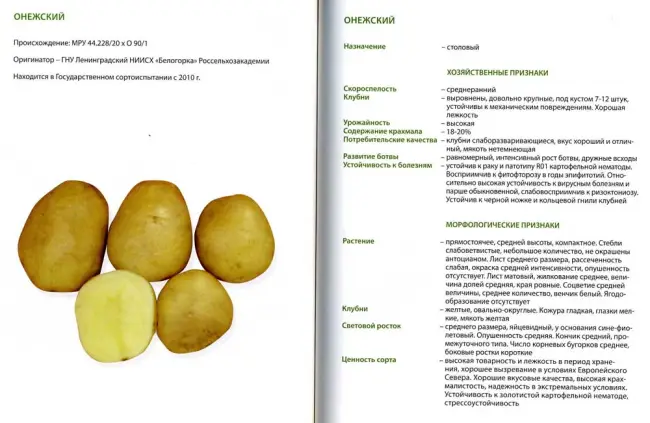 Картофель сорт Шери: описание,характеристика, фото Русский фермер