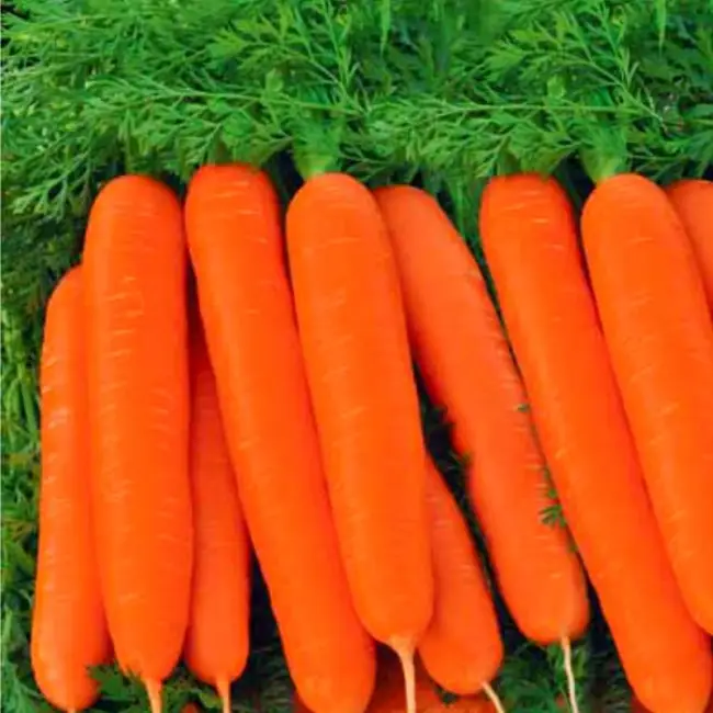 Как вырастить морковь Самсон? Особенности сорта и его возделывание