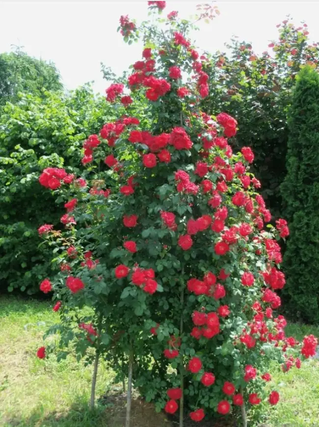 Роза 'Красный Маяк'