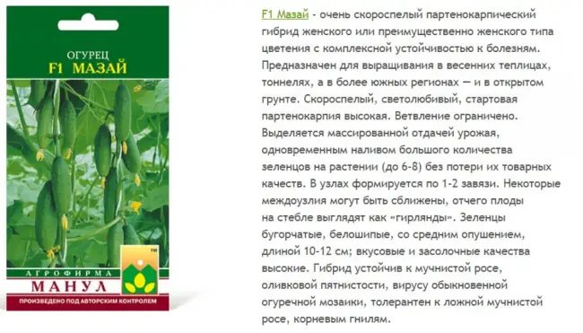 Огурец Балалайка F1: отзывы об урожайности, описание сорта, фото семян Манул, посадка и уход в теплице