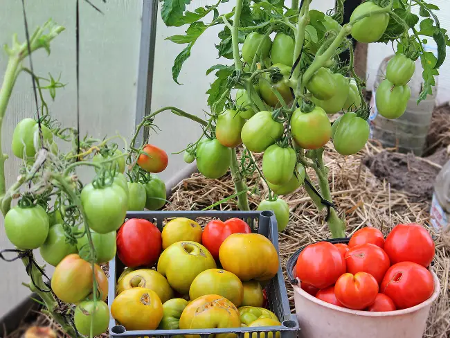 Описание томатов Любимец Подмосковья, выращивание селекционного сорта