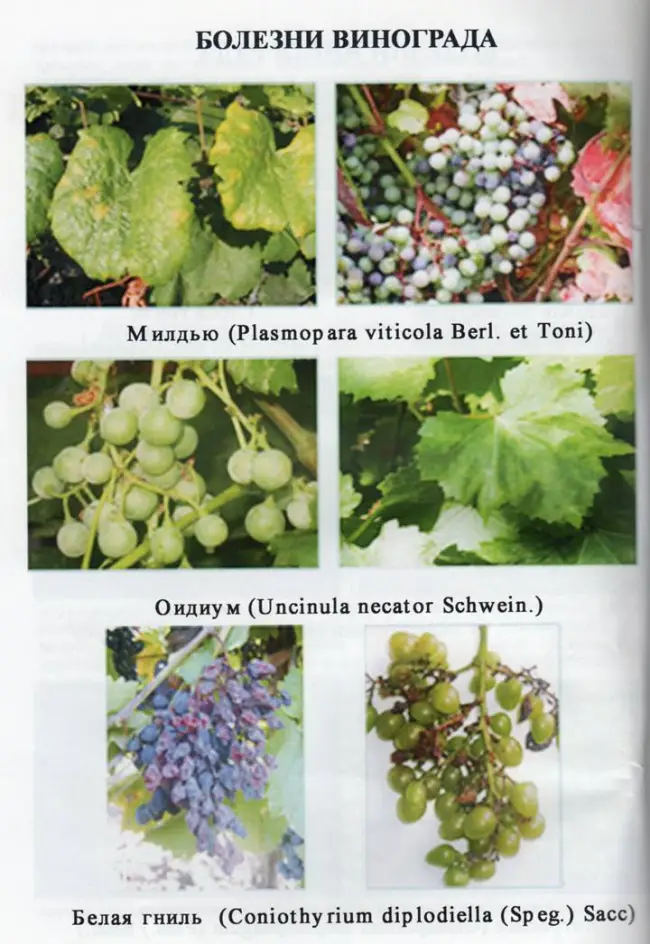 Виноград Эким Кара – Мир винограда – Сайт для виноградарей и виноделов