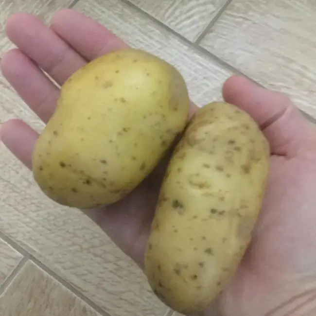 Сорт картофеля "Ладожский"