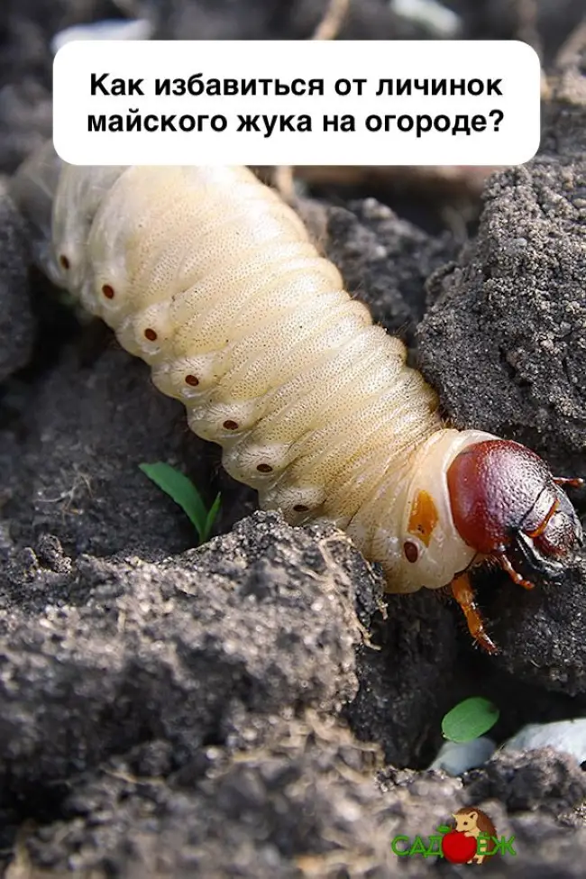 Как избавиться от личинок майского жука – препараты и народные методы
