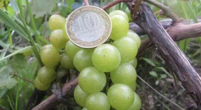 Сорт винограда Мускат белый: фото и описание, агротехника выращивания