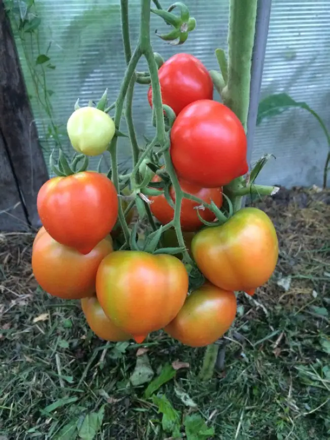 Томат сорта Сеньор помидор – работа крупной агрофирмы Аэлита. Высокая урожайность, неприхотливость и хорошие вкусовые качества обеспечили помидору популярность.