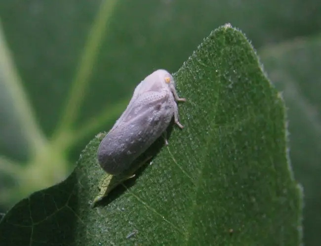Буйволовидная цикадка (Stictocephala bubalus F.) | Центр независимой экспертизы состояния зелёных насаждений — Новости