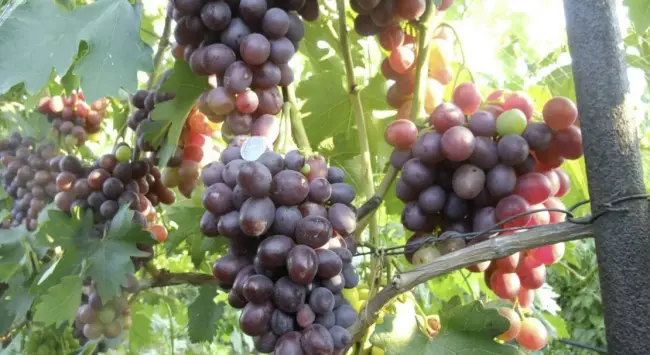 Виноград «Низина»: описание сорта, фото и отзывы