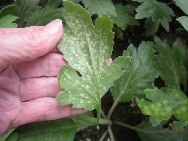 Белые пятна на растениях мамы – узнайте о борьбе с мучнистой росой хризантемы