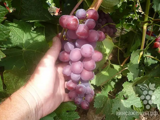 Ранний виноград Мускат розовый: описание сорта, фото, отзывы, видео