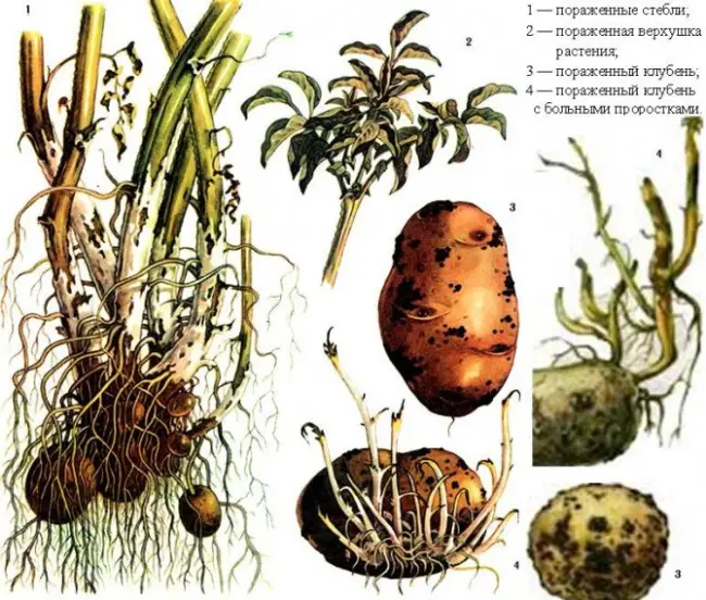Ризоктониоз на пастернаке – Семенной картофель: болезни, которые мешают высоким урожаям, часть 2