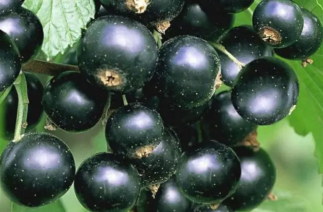 Смородина нежданчик описание сорта – Какие самые урожайные сорта черной смородины?