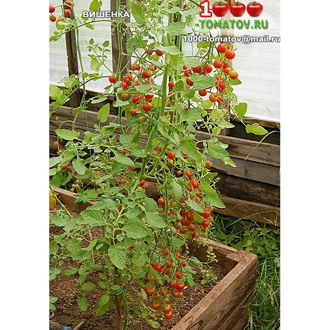 Томат Вишенка розовая: характеристика и описание сорта, фото помидоров черри и отзывы об урожайности растения