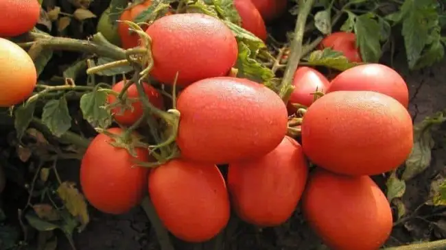 Как вырастить хорошие помидоры сорта «Столыпин»