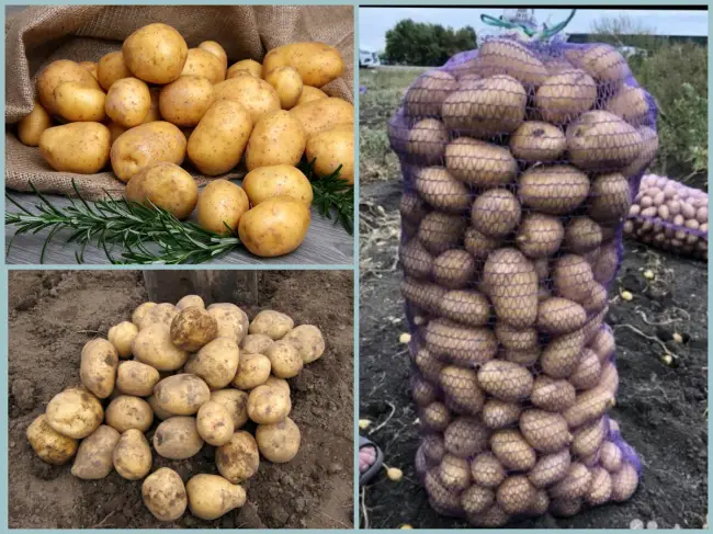 Картофель Удача: описание сорта, отзывы о картошке