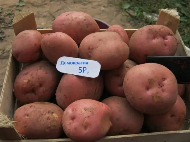 Картофель Сиреневый туман: описание сорта, фото и отзывы, характеристика, вкусовые качества