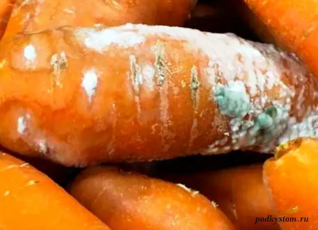 Проблема 1 морковь поражена гнилью | Здоровье | Селдон Новости