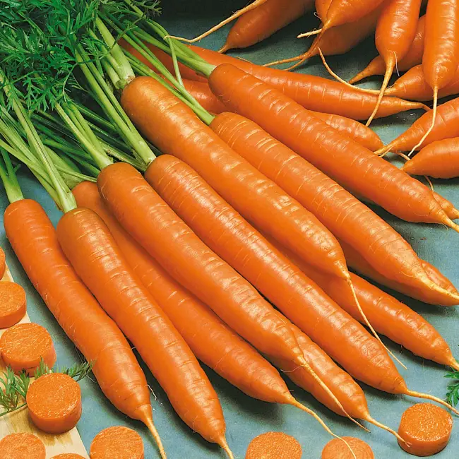 Популярный сорт моркови Канада – нюансы его посадки и ухода
