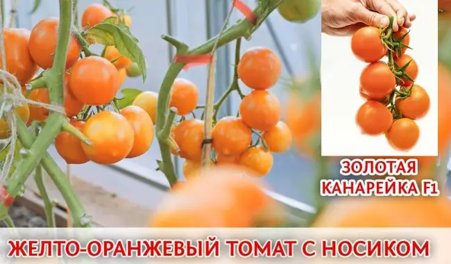 Характеристика, описание урожайность и уход за сортом томатов “Золотая канарейка”. Особенности выращивания, отзывы и фото.