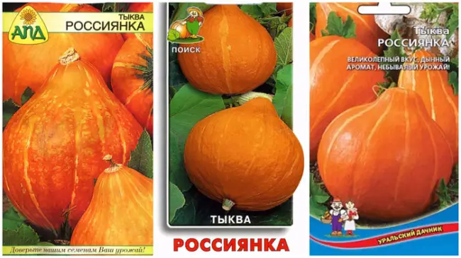 Тыква Россиянка – описание, посадка, выращивание и уход