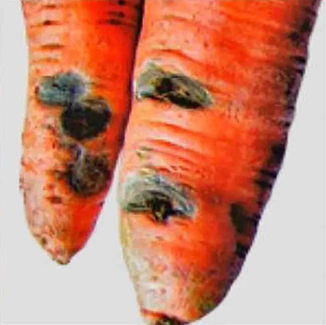 Фомоз моркови