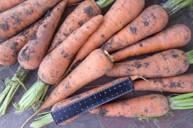 Морковь Абако F1 от Seminis / Семинис) – «Как пачка в 300 рублей превращается в 7000 руб. + 3 мешка моркови, или Самый лучший сорт ранней моркови.» | отзывы