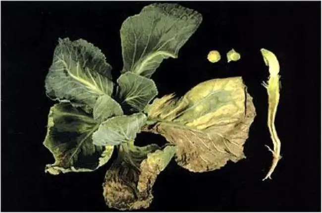 Фузариозное увядание капусты | Здоровье | Селдон Новости