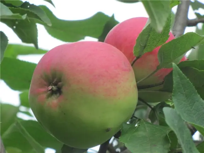 Ознакомившись со статьей Вы узнаете все о яблоне Мантет. Описание сорта и фото, подробные характеристики, высаживание и уход, а также полезные видео и отзывы садоводов