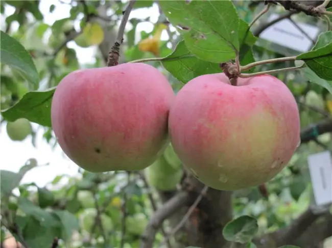 Красивые и вкусные яблоки подарит вам сорт Орловский пионер