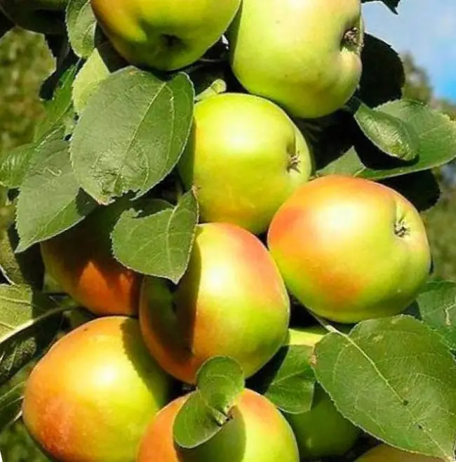 Описание сорта колоновидной яблони Президент: фото яблок, важные характеристики, урожайность с дерева